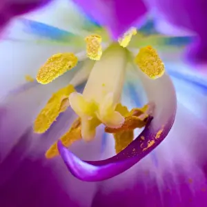 Pollen Prints: USA, Indiana, Carmel. Detail of tulip stamen, pestle, and pollen