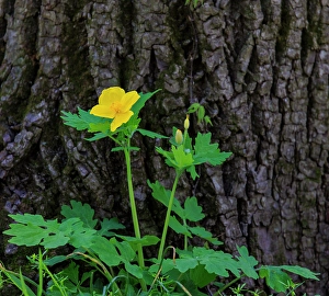 Indiana Prints: USA, Indiana, Carmel. Yellow wood poppy flower against tree trunk