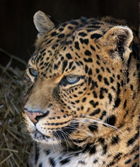 Images Dated 24th April 2024: USA, Indiana, Center Point. Close-up of leopard's face