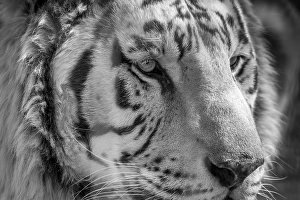 Images Dated 24th April 2024: USA, Indiana, Center Point. Close-up of white tiger