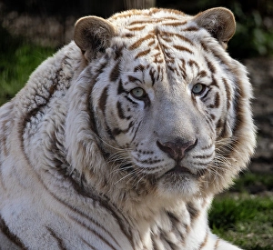 Images Dated 24th April 2024: USA, Indiana, Center Point. Close-up of white tiger