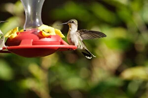 USA, Indiana, Chain of Lakes State Park, Nature Center, Ruby-throated hummingbird on feeder