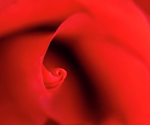 Indiana Prints: USA, Indiana. Close-up of red rose