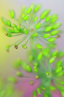 Indiana Prints: USA, Indiana, Fishers. Abstract close-up of green flower buds