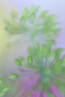 Indiana Prints: USA, Indiana, Fishers. Abstract close-up of green flower buds