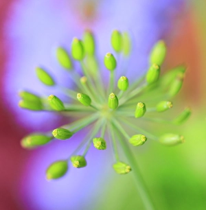 Indiana Prints: USA, Indiana, Fishers. Abstract close-up of green flower buds
