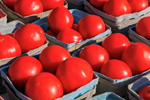 Indiana Prints: USA, Indiana, Fishers. Baskets with fresh tomatoes