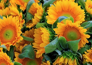 Sunflower Prints: USA, Indiana, Fishers. A bouquet of yellow sunflowers
