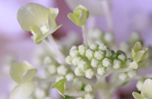 Indiana Prints: USA, Indiana, Fishers. Close-up of white flower and buds