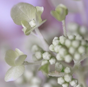 Indiana Prints: USA, Indiana, Fishers. Close-up of white flower and buds