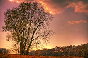 Images Dated 6th November 2010: USA, Indiana. Giant tree in Prophetstown State Park
