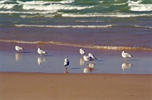 Images Dated 22nd November 2011: USA, Indiana, Indiana Dunes State Park