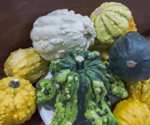 State Fair Prints: USA, Indiana, Indianapolis. Close-up of gourds