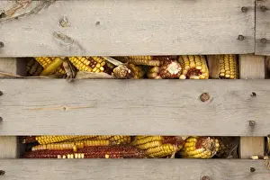 Images Dated 12th August 2009: USA, Indiana, Indianapolis. Corn cobs in a corn crib at Indiana State Fair. Credit as