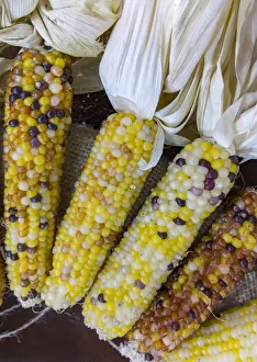USA, Indiana, Indianapolis. Ears of dry, hard corn