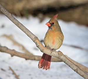 Songbird Prints: USA, Indiana, Indianapolis. Female northern cardinal in winter