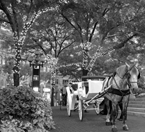 USA, Indiana, Indianapolis. Horse and carriage under lit trees on the circle