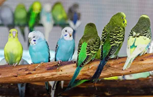 Wendy Kaveney Prints: USA, Indiana, Indianapolis. Parakeets on display at Indiana State Fair