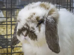 USA, Indiana, Indianapolis. Portrait of caged rabbit