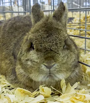Images Dated 17th August 2018: USA, Indiana, Indianapolis. Portrait of caged rabbit