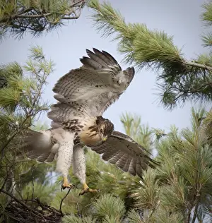 USA, Indiana, Indianapolis. Young red-tailed hawk tests out its wings. Credit as