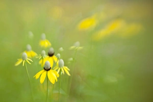 Images Dated 11th July 2009: USA, Indianapolis. Abstract of wild grey-headed coneflowers