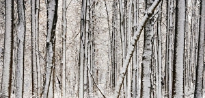 Wood Land Prints: USA, Indianapolis, Indiana, Eagle Creek City Park