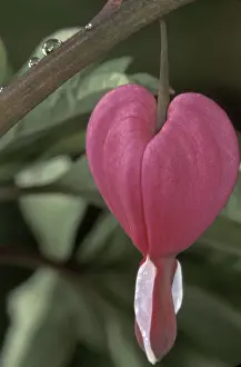 Bleeding Heart Prints: USA, Iowa. Common bleeding heart flower (Dicentra spectabilis)