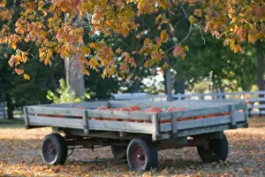 Halloween Prints: USA, IOWA, Madison County, Winterset: Howells Farm, Pumpkin Wagon / Autumn