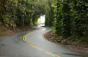 Winding Prints: USA, Island of Hawaii, winding roads through rainforest