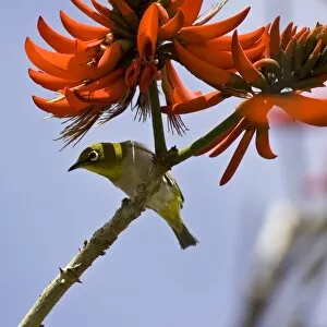 USA. A Japanese White-eye perches on an Indian Coral tree on the Big Island of Hawaii