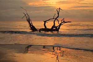 Images Dated 24th April 2017: USA, Jekyll Island, Georgia. Driftwood Beach at sunrise