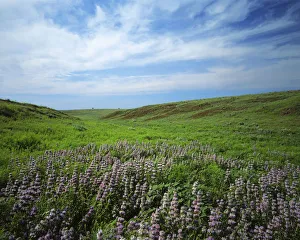 Great Plain Prints: USA, Kansas, Big Basin Prairie Preserve