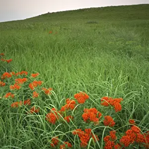 USA, Kansas, Butterfly weed, Konza Prairie Natural Area