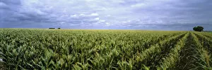 Images Dated 16th April 2008: USA, Kansas, Cheyenne County. Cornfields stretch as far as the eye can see in Cheyenne County