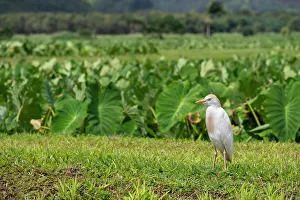 Images Dated 26th November 2023: USA, Kauai, Hawaii. Cattle Egret forages in field near Hanalei