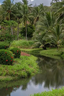 Coconut Prints: USA, Kauai, Hawaii. Coconut palms and creek near Moloa'a Beach