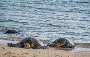 Images Dated 26th November 2023: USA, Kauai, Hawaii. Endangered green sea turtles on Kauai south shore