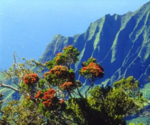 Images Dated 6th May 2014: USA; Kauai; Hawaii. ; A flowering tree above the Na Pali Coast