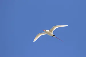 Images Dated 27th March 2018: USA, Kauai, Kilauea Point National Wildlife Refuge. Red-tailed tropicbird in flight
