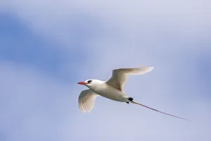 Images Dated 27th March 2018: USA, Kauai, Kilauea Point National Wildlife Refuge. Red-tailed tropicbird in flight