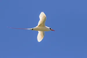 Images Dated 27th March 2018: USA, Kauai, Kilauea Point National Wildlife Refuge. Red-tailed tropicbird in flight