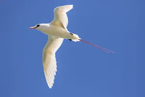 USA, Kauai, Kilauea Point National Wildlife Refuge. Red-tailed tropicbird flying