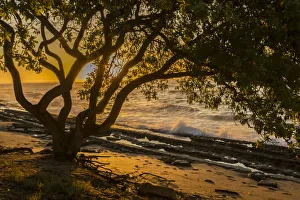 Images Dated 25th March 2018: USA, Kauai, Wawalohi Beach Park. Sunset on ocean beach and trees
