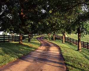 Treelined Prints: USA, Kentucky, Bluegrass Region, View of Tree line and country lane at dawn
