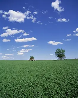 Farm Land Prints: USA, Kentucky, Guthrie. A field of bluegrass envelopes an old wooden barn below a