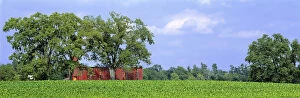 USA, Kentucky, Lexington area. A green field of tobacco is contrasted by a red barn