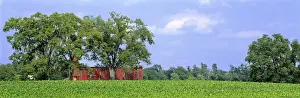 Tobacco Prints: USA, Kentucky, Lexington area. A green field of tobacco is contrasted by a red barn