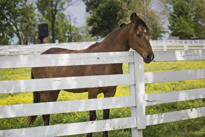 Images Dated 9th May 2015: USA, Kentucky, Lexington. Horse at fence