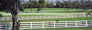 USA, Kentucky, Lexington. A thoroughbred horse stands by a white fence in Kentucky Horse Park